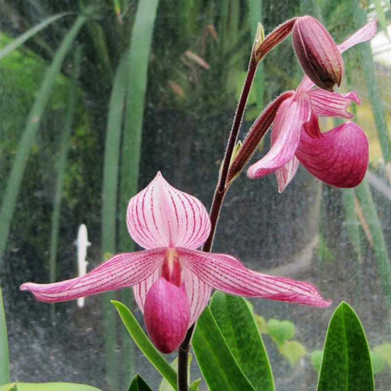 Baby Face Orchid Rare Perennial Flowering Seeds For Planting
