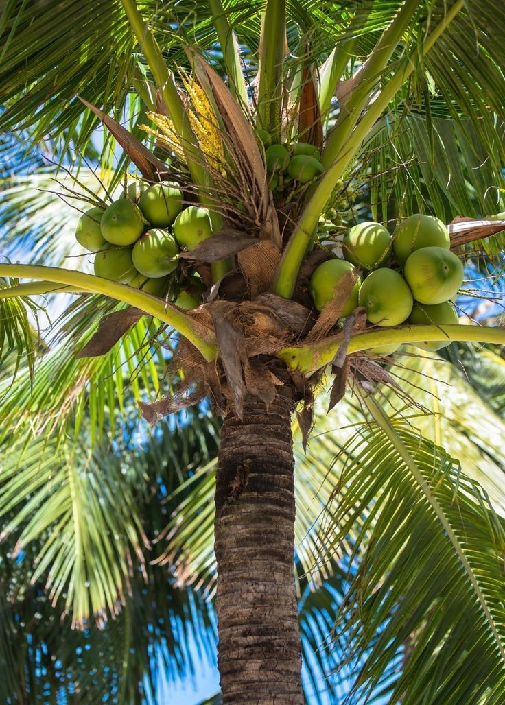 Coconut (Cocos nucifera)