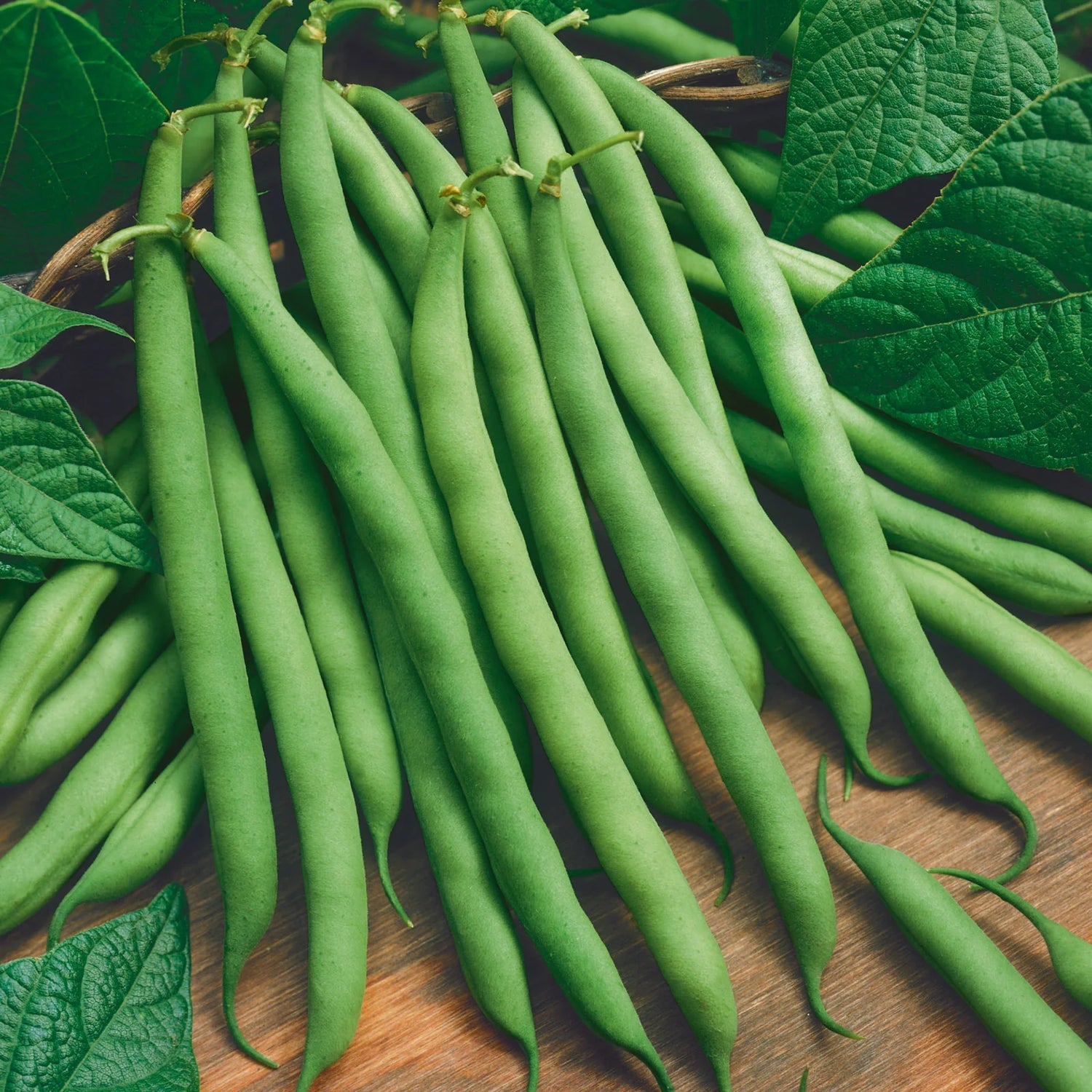 Blue Lake Stringless Green Pole Bean Seeds EASY HEARTY FLORIDA GROWN – Heirloom, Non-GMO, High Germination Organic Garden Seeds