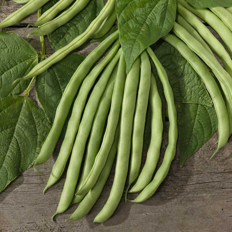 Bean Seeds (Bush) - Contender