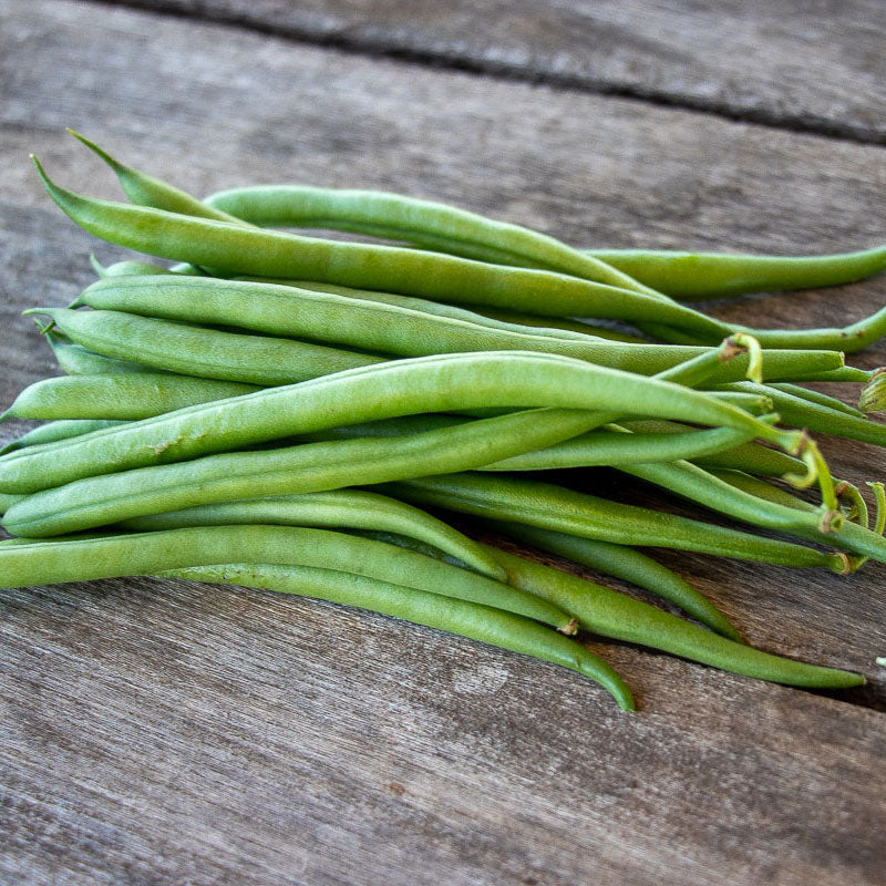 Bean Seeds (Bush) - Elegance