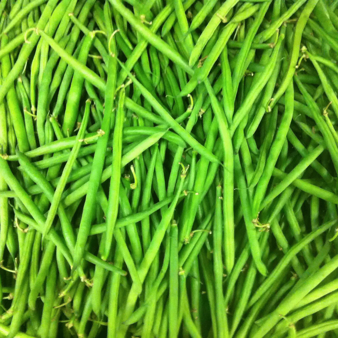 Derby Bean Seeds | Early Tender Green Bush Beans – Heirloom, Non-GMO, High Germination Organic Garden Seeds