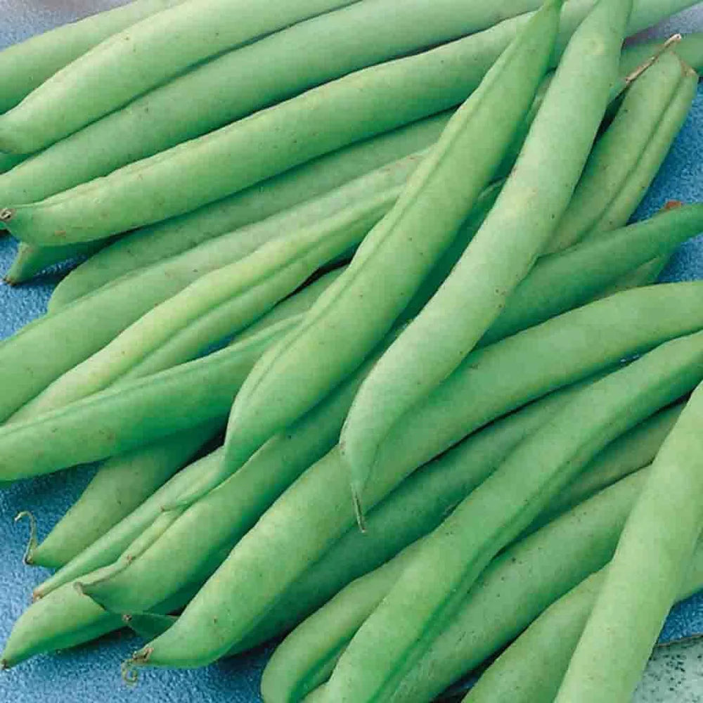 Derby Bean Seeds | Early Tender Green Bush Beans – Heirloom, Non-GMO, High Germination Organic Garden Seeds