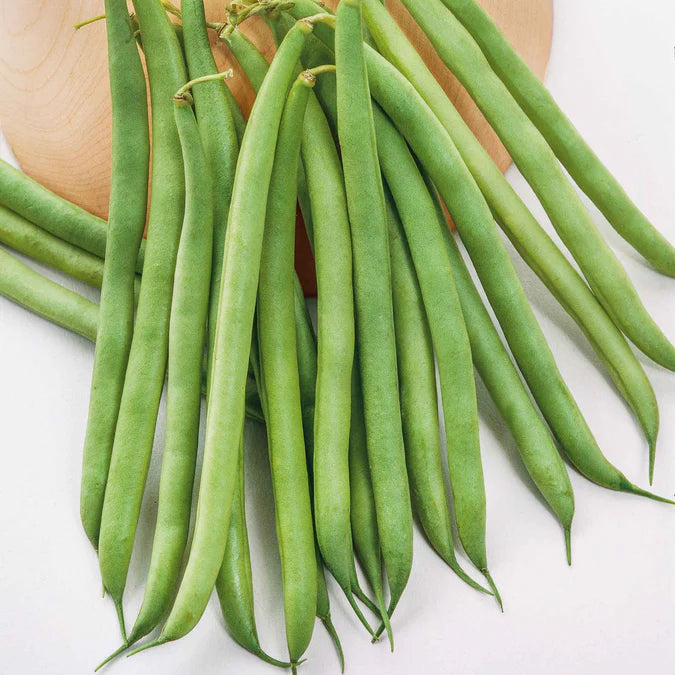 Bean Seeds (Bush) - Greencrop