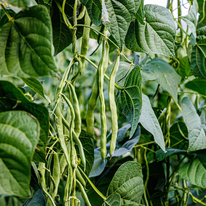 Bean Seeds (Bush) - Kentucky Wonder 125