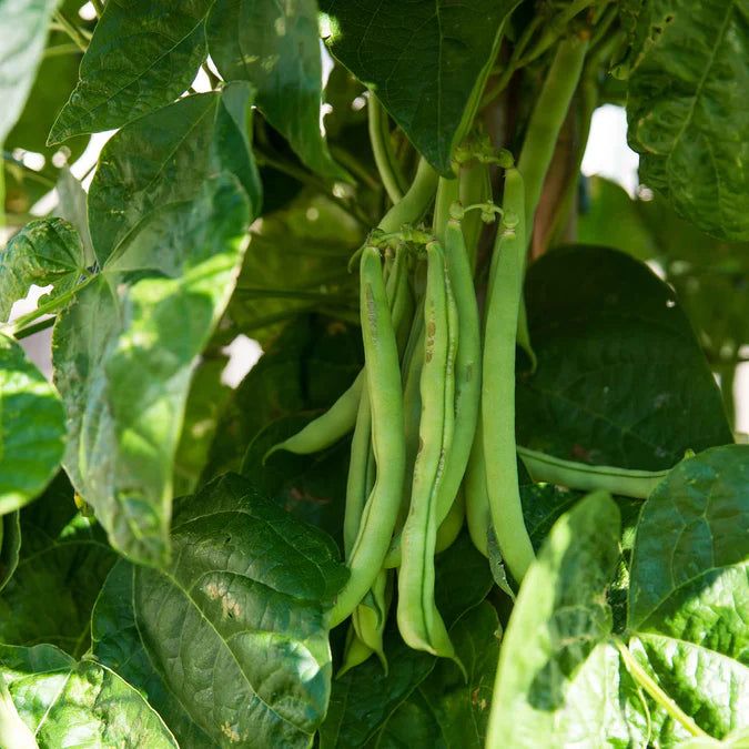 Bean Seeds (Bush) - Kentucky Wonder 125