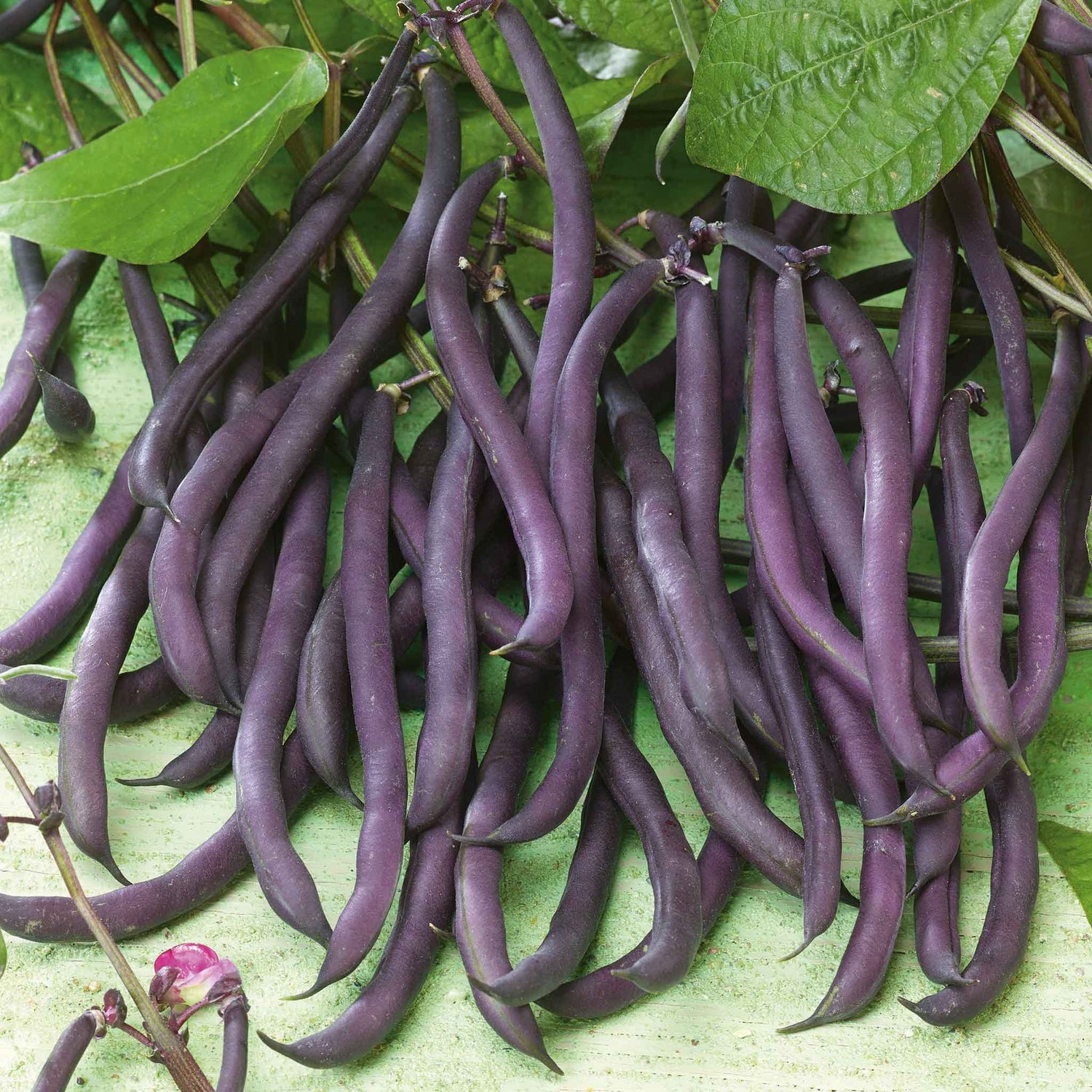 Bean Seeds (Bush) - Royal Burgundy