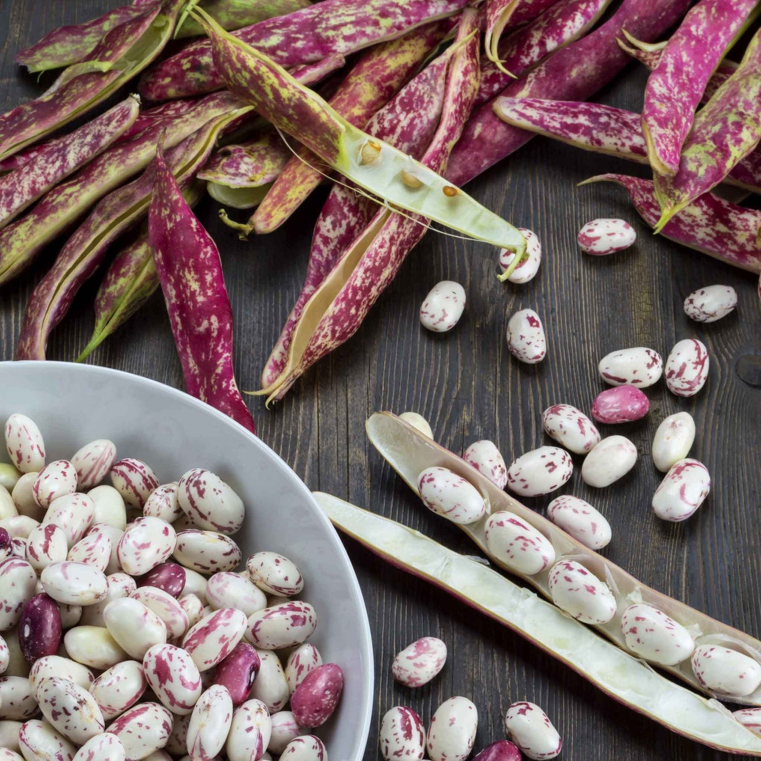 Bean Seeds (Bush) - Taylor Dwarf Horticultural