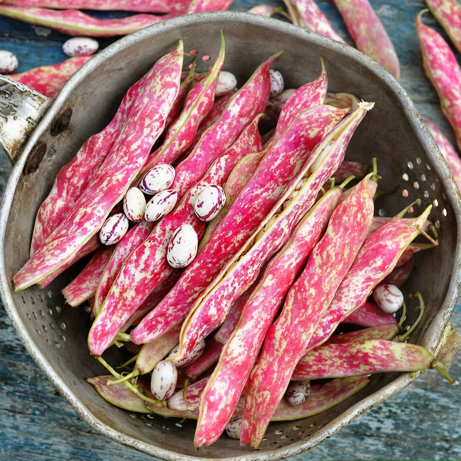 Bean Seeds (Bush) - Borlotto