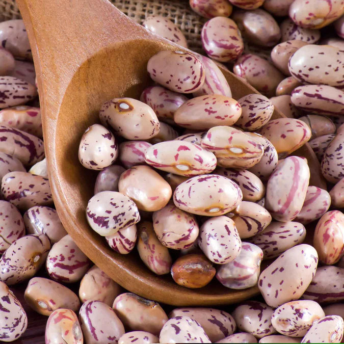 Bean Seeds (Bush) - Borlotto