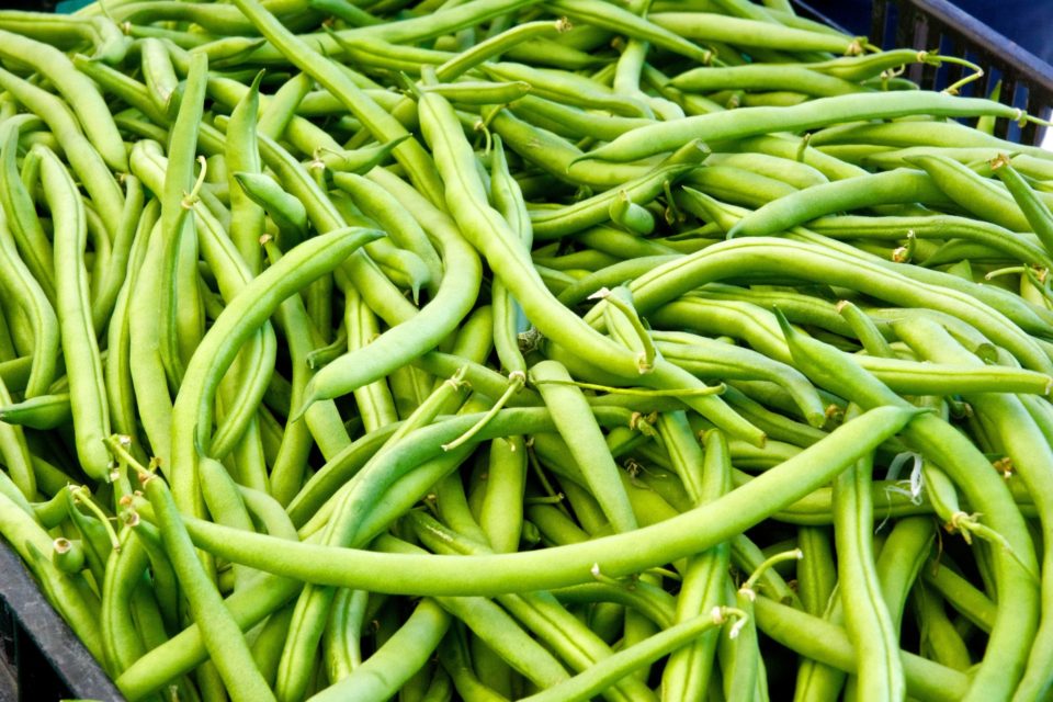 Bean Seeds (Bush) - Landreth Stringless