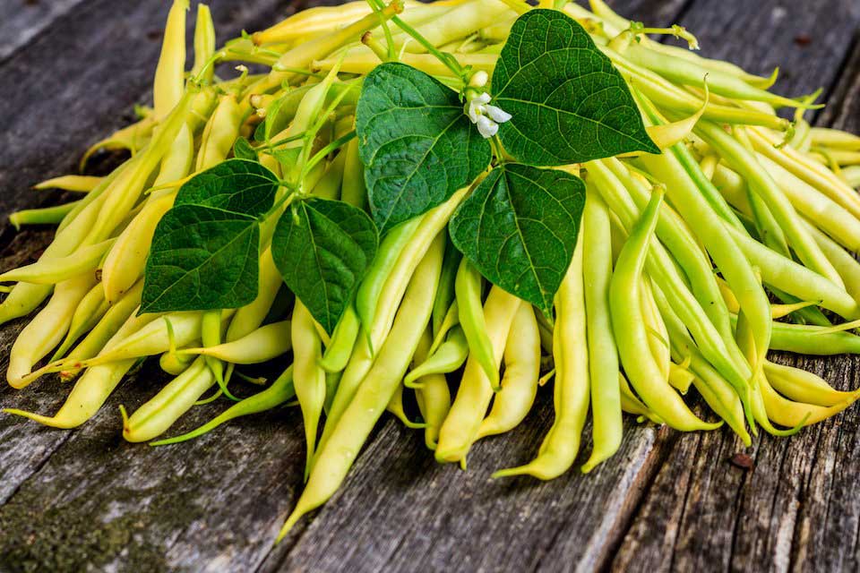 Bean Seeds (Organic) - Golden Wax