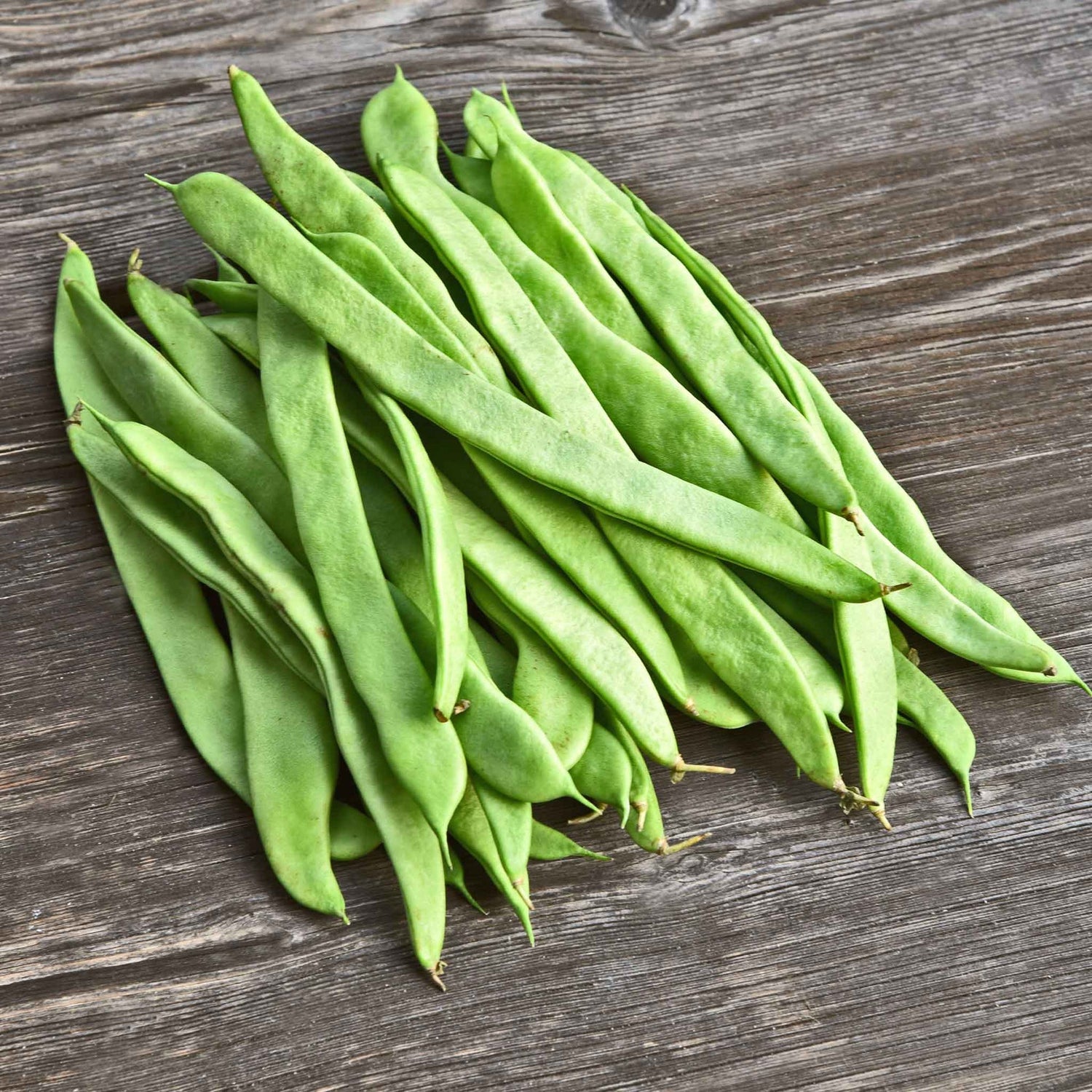 Bean Seeds (Bush) - Roma II