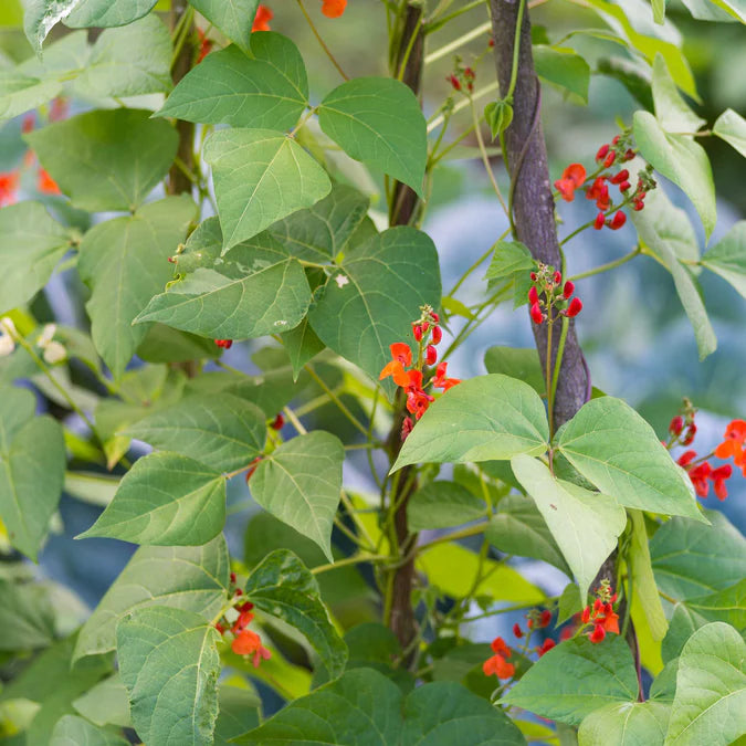 Bean Seeds (Runner) - Scarlet Emperor