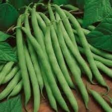 Beans Vegetable Seeds for Planting - 100 Pcs pcs - Dharaseeds