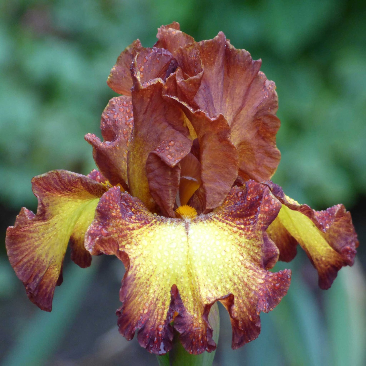 Bearded Iris - Bee My Honey