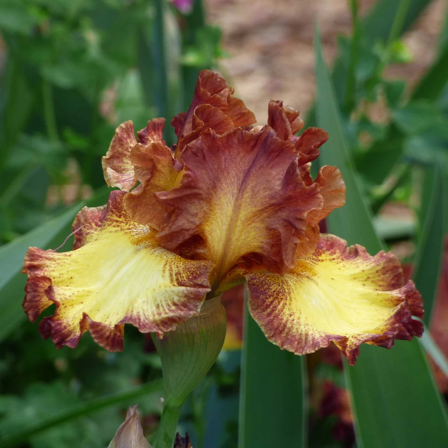 Bearded Iris - Bee My Honey