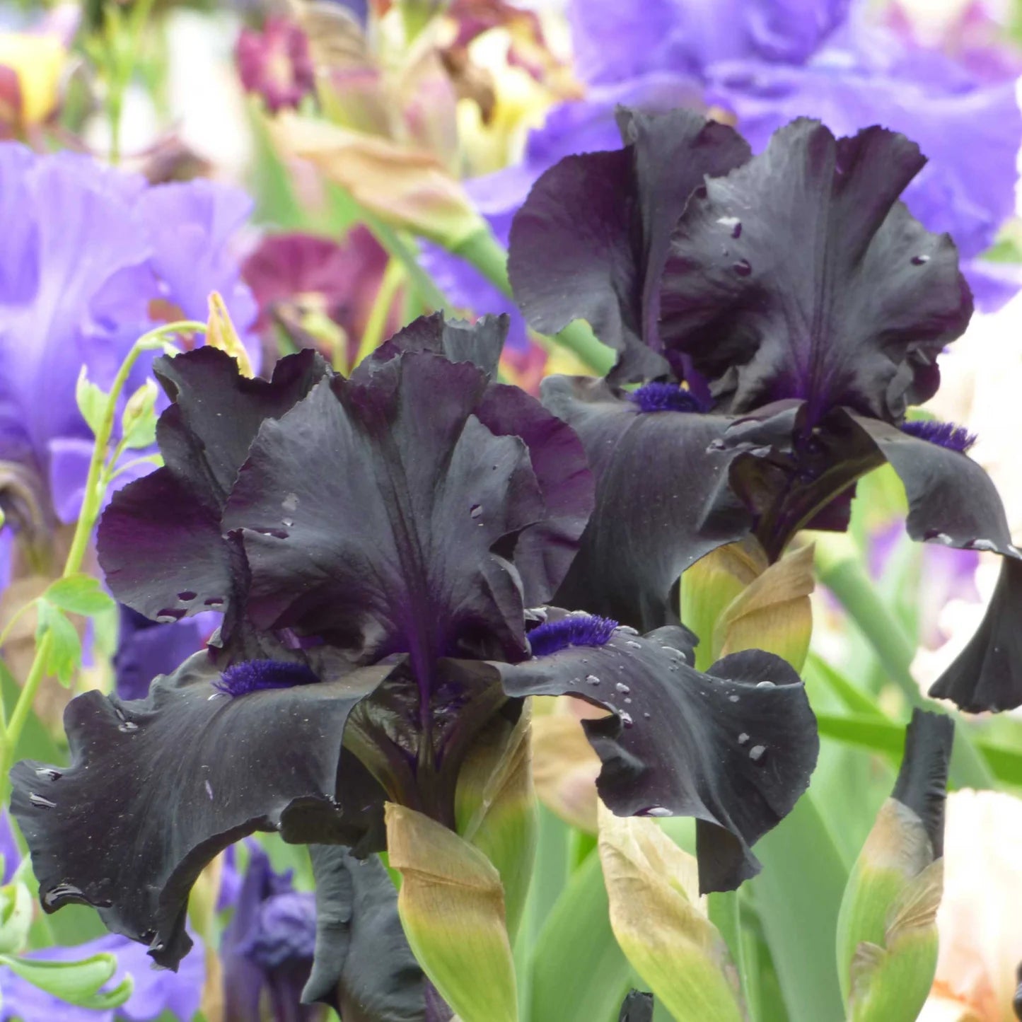 Bearded Iris - Black Suited