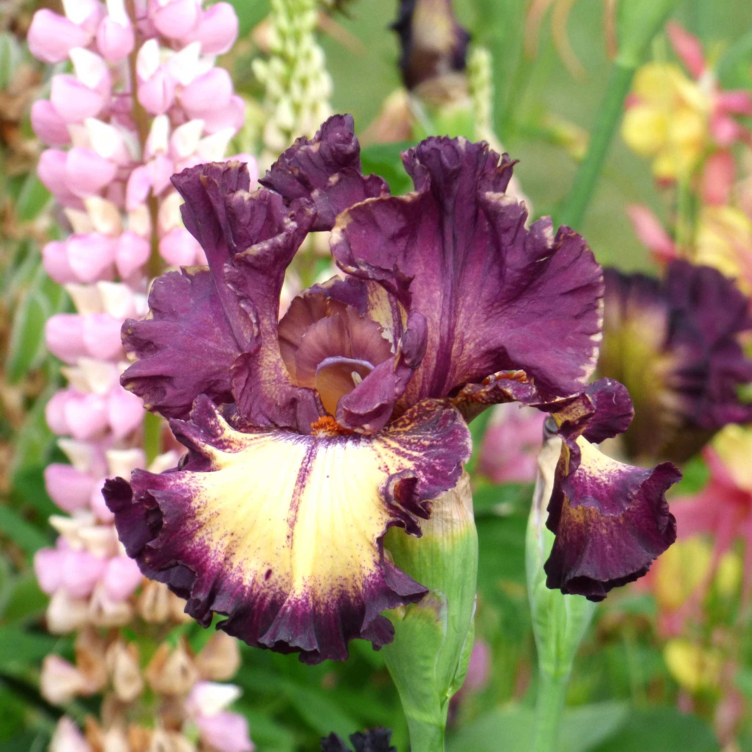 Bearded Iris - Blood Moon