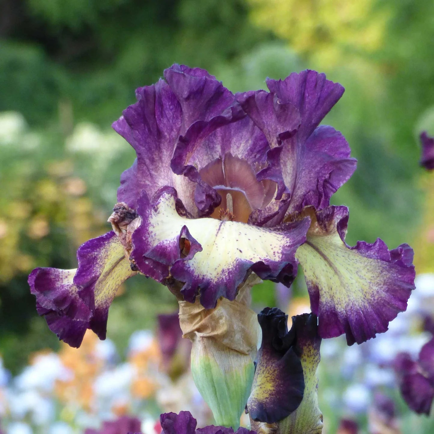 Bearded Iris - Blood Moon