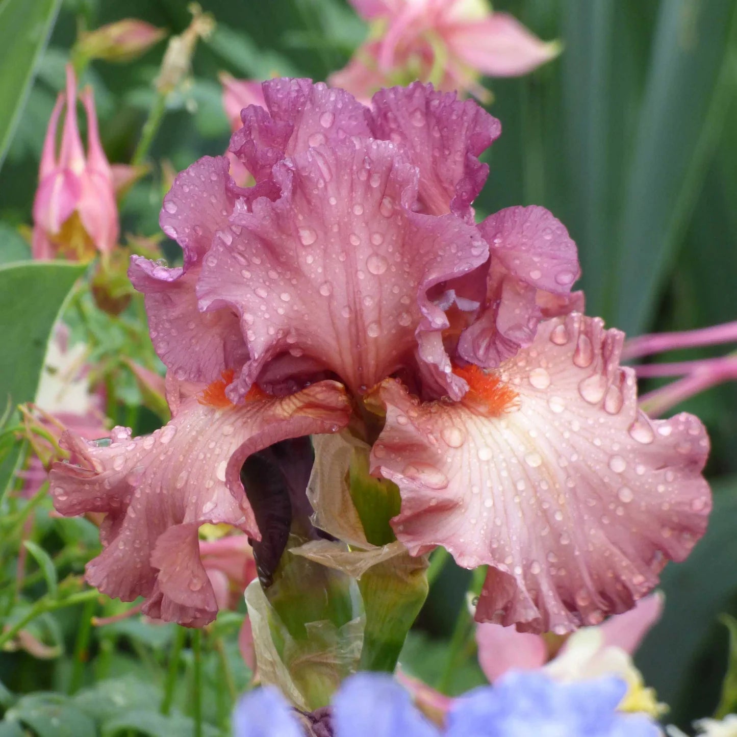 Bearded Iris - Code Red