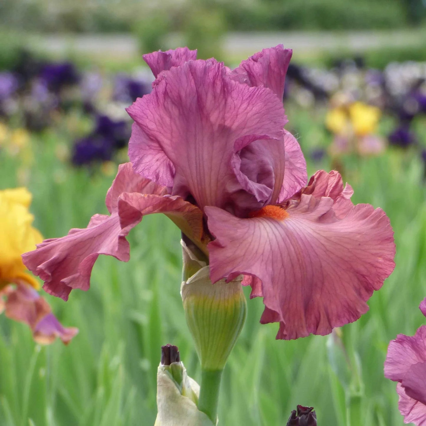 Bearded Iris - Code Red