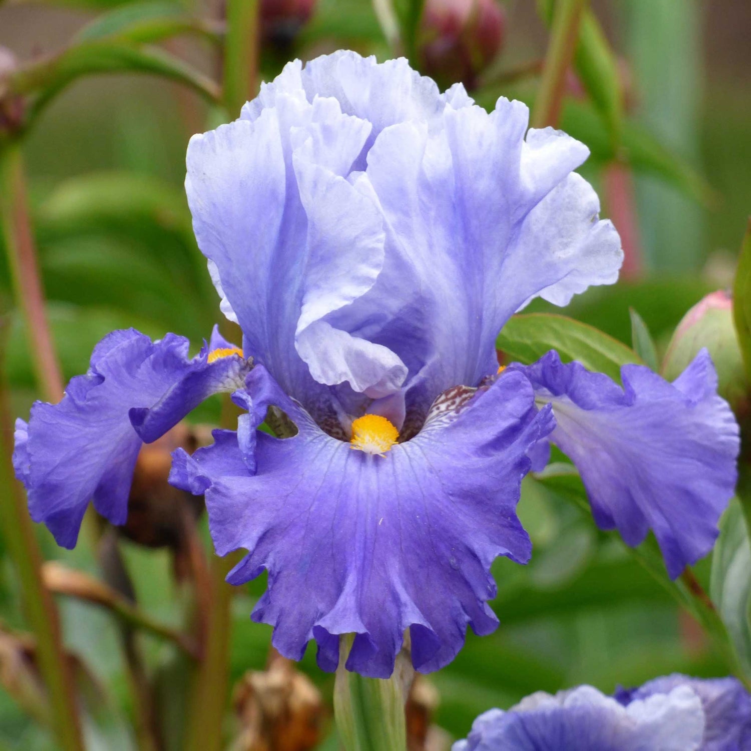 Bearded Iris - Cubs Win It