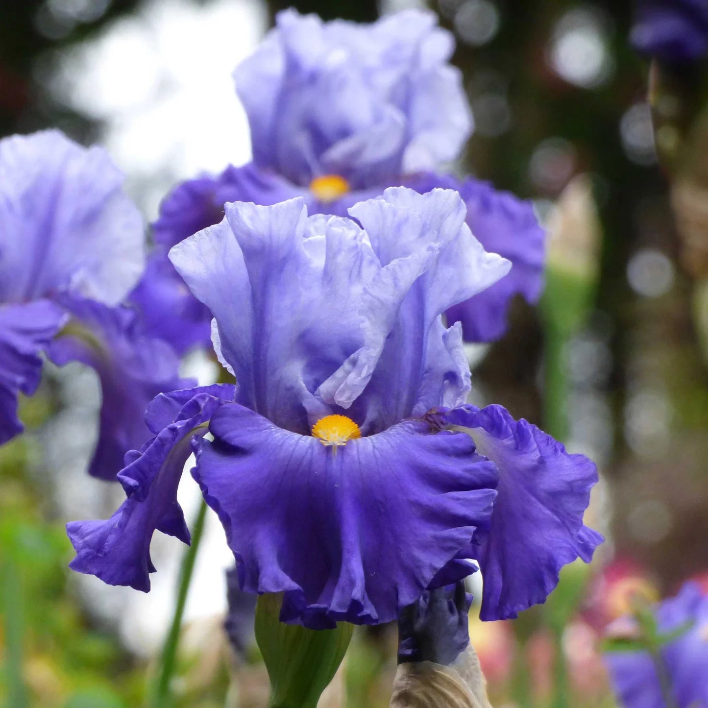 Bearded Iris - Cubs Win It