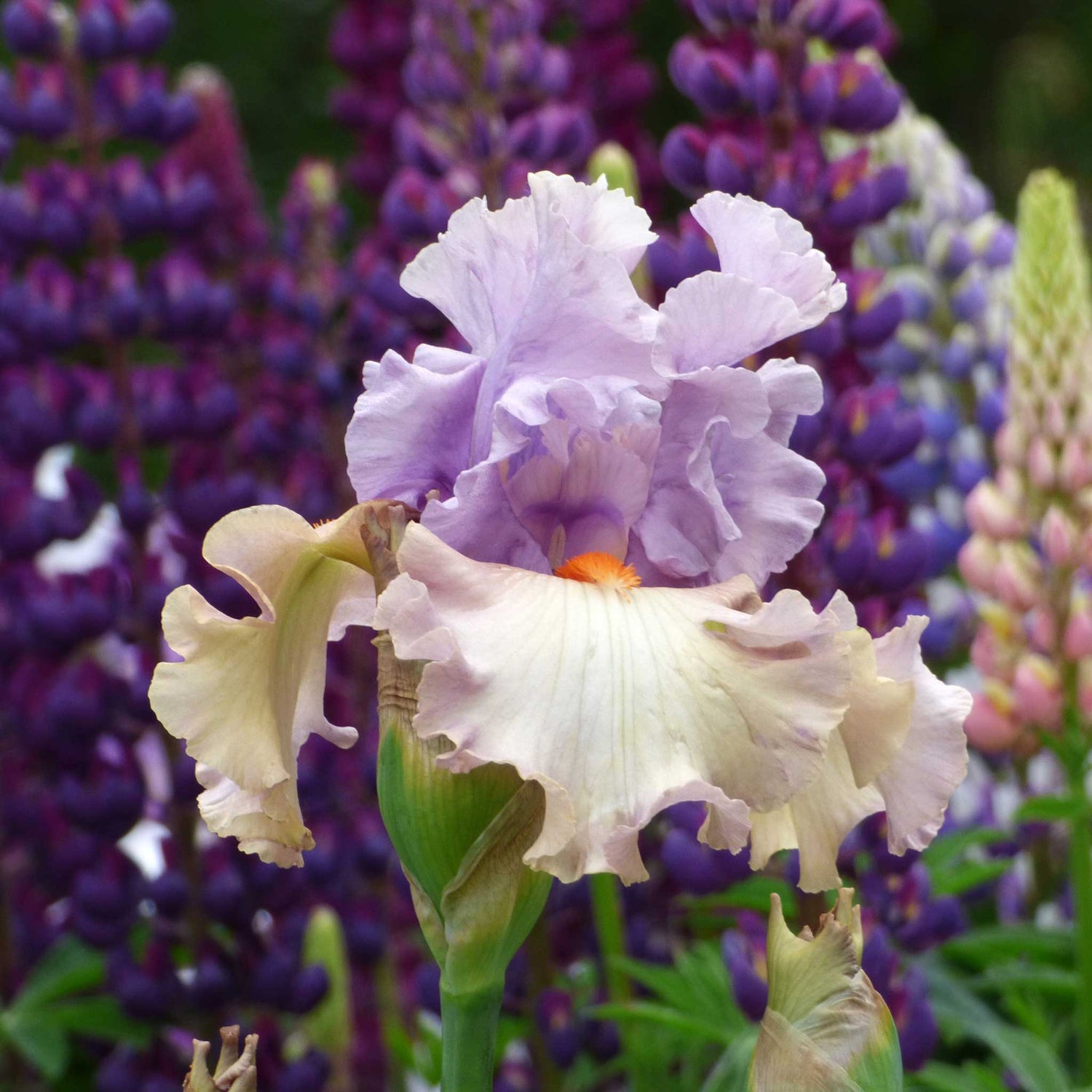 Bearded Iris - Enraptured