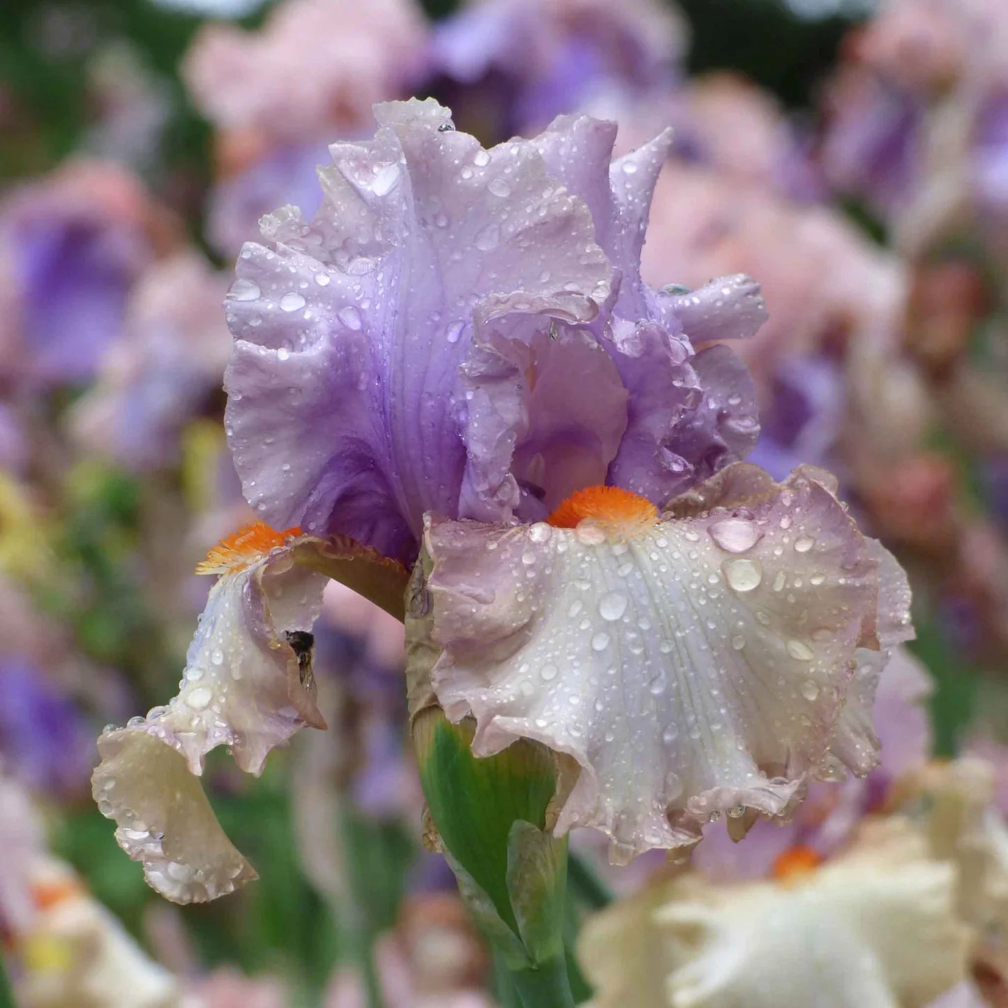 Bearded Iris - Enraptured