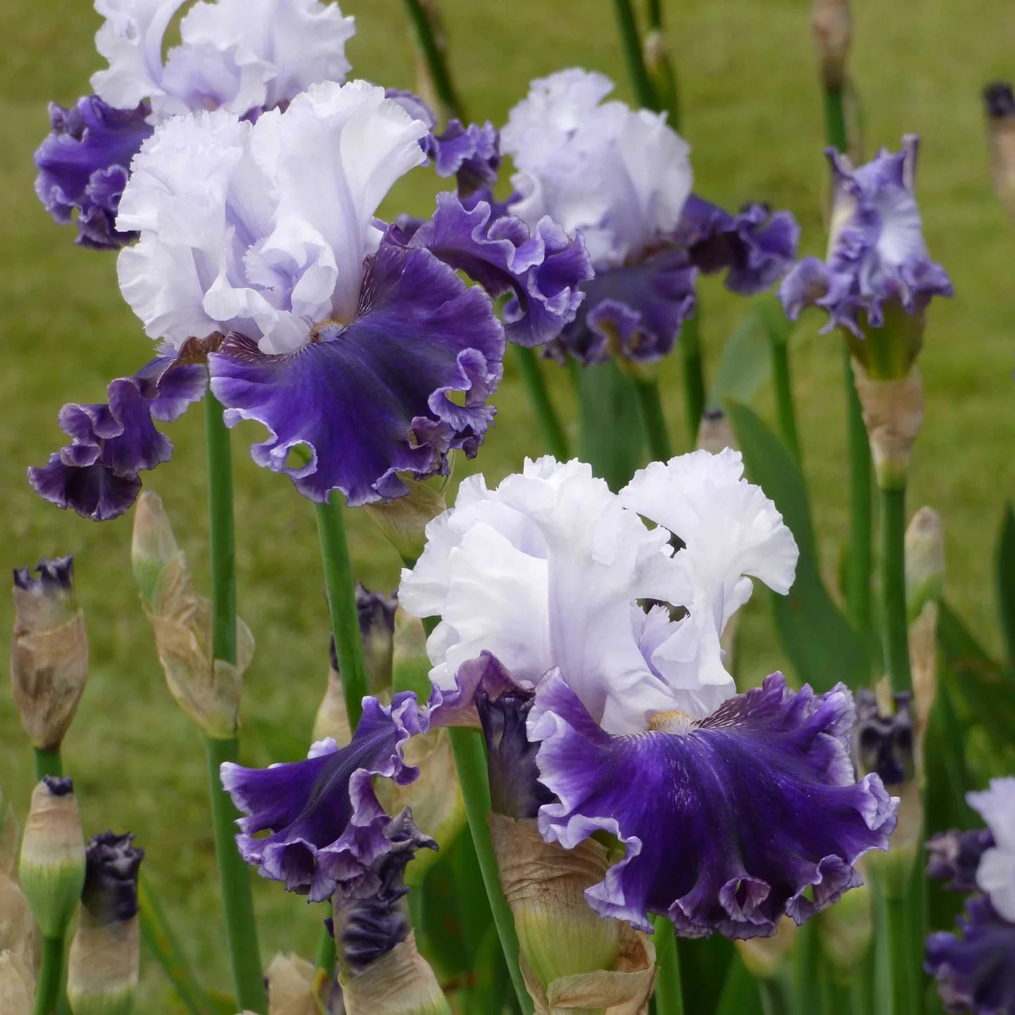 Bearded Iris - Feel The Thunder