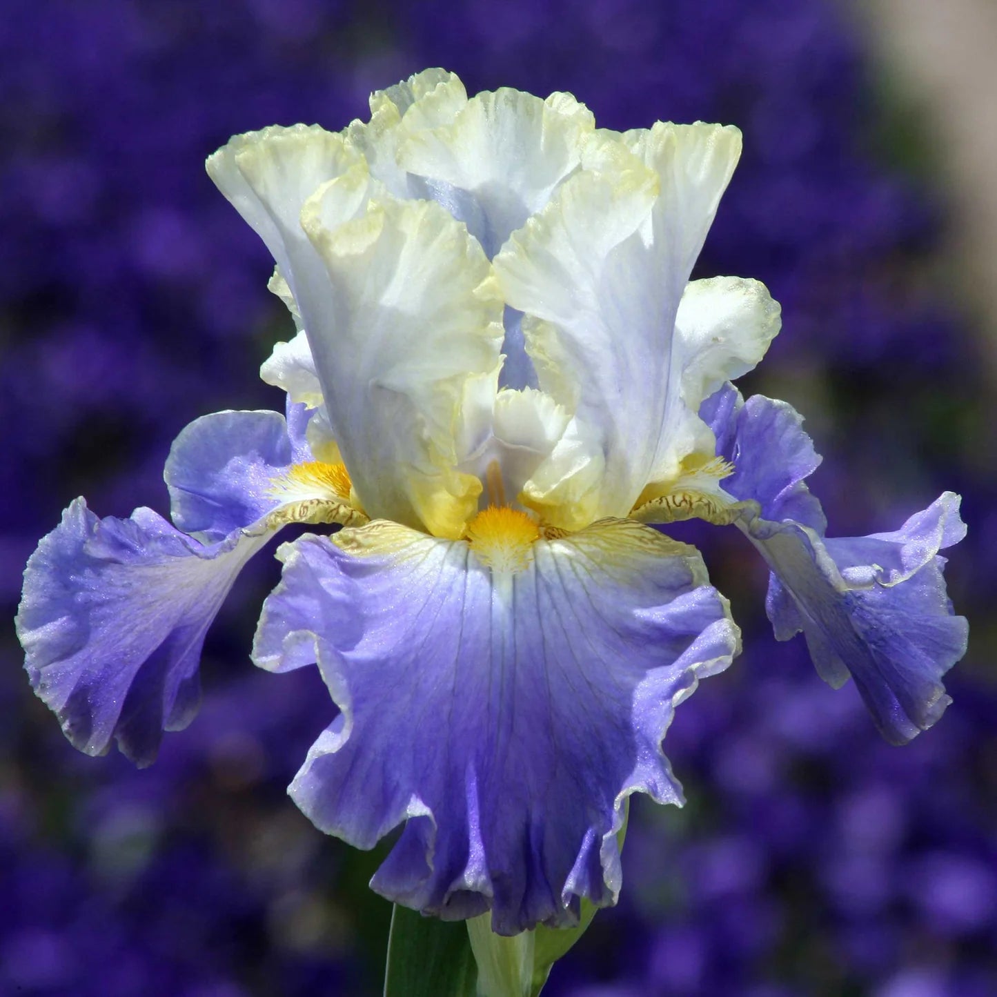 Bearded Iris - Gilt-Edged Bond