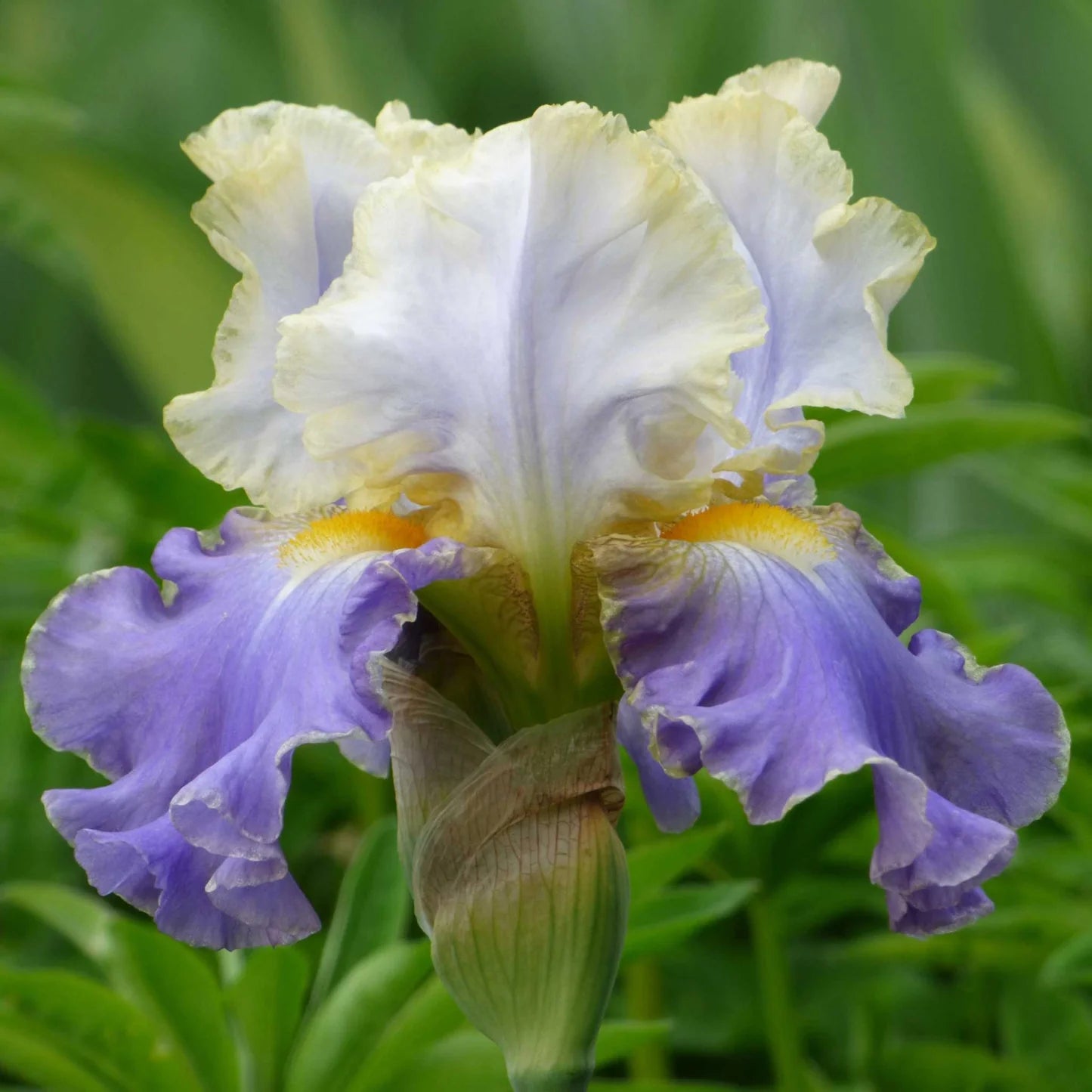 Bearded Iris - Purple Mix