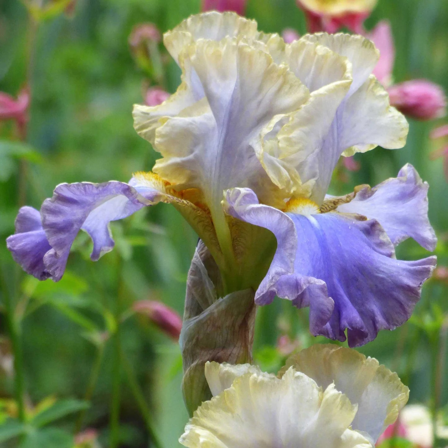 Bearded Iris - Gilt-Edged Bond