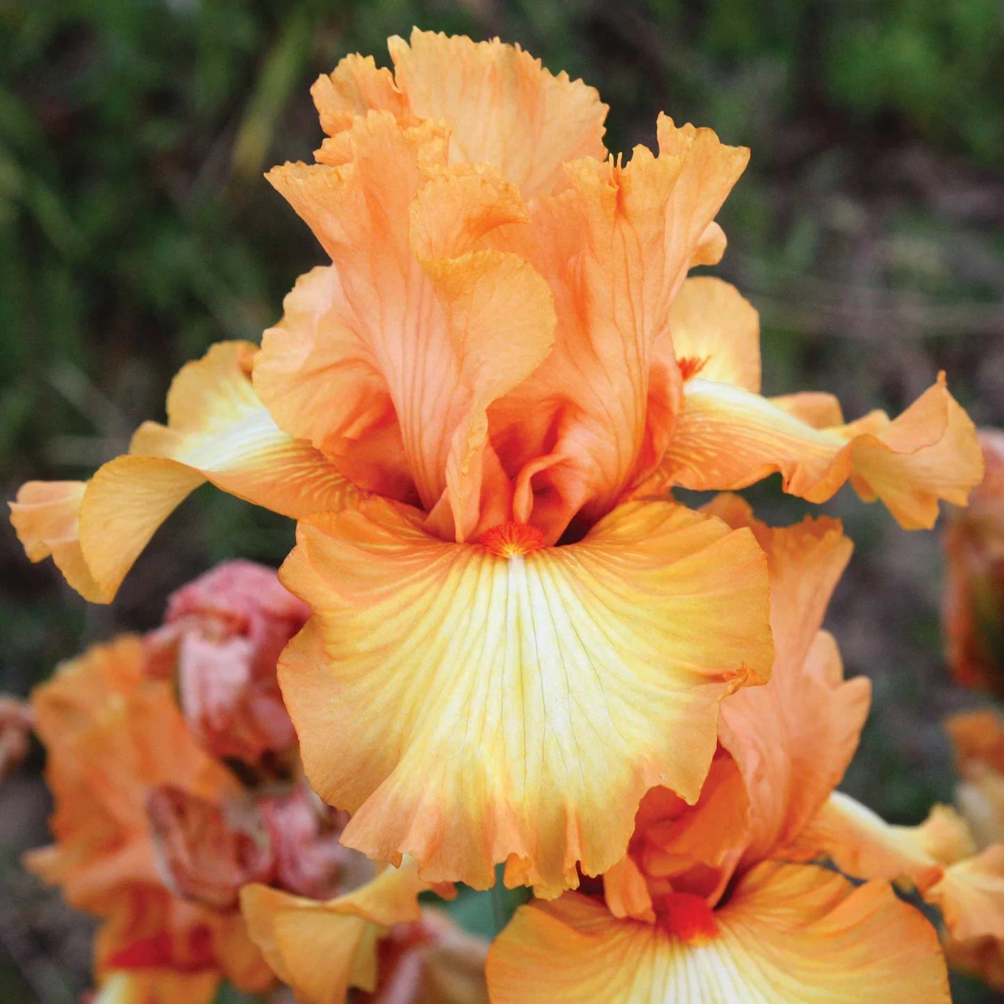 Bearded Iris - Great Balls of Fire