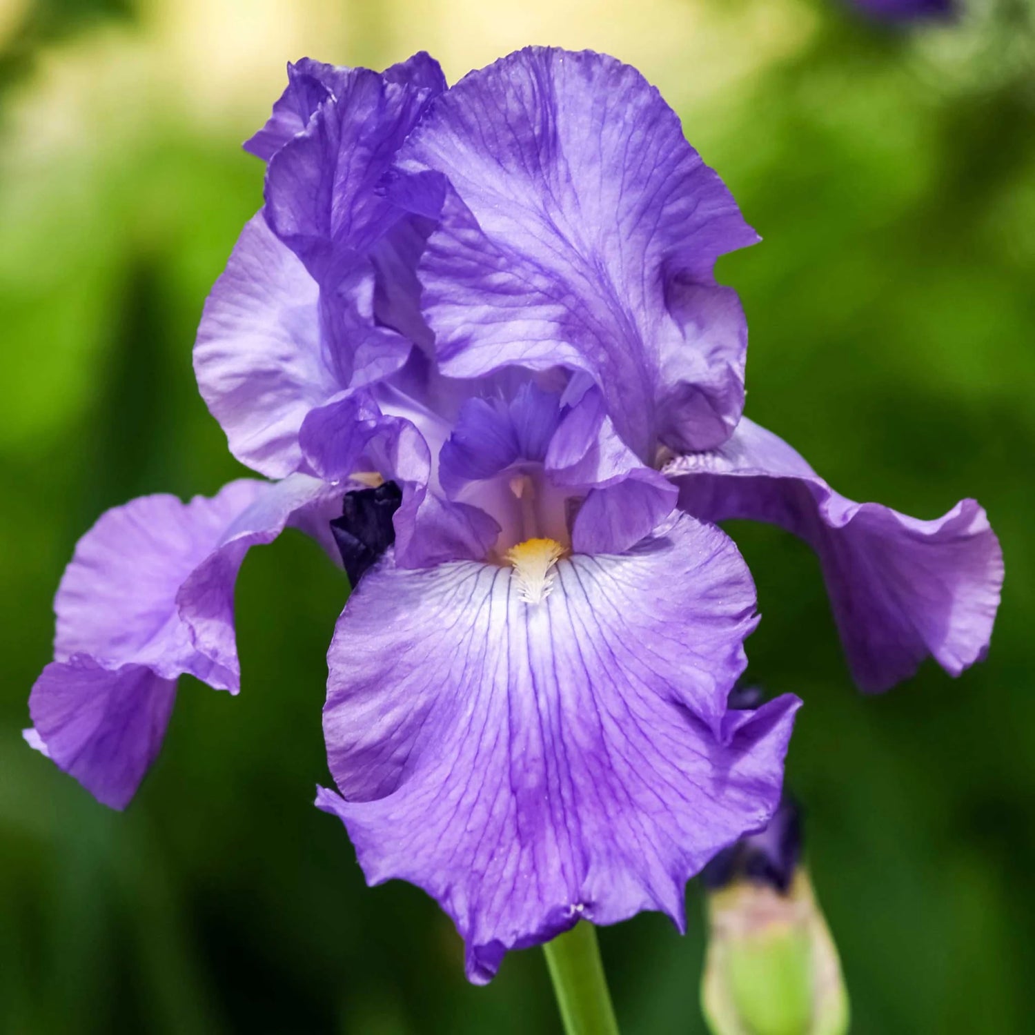 Re-Blooming Bearded Iris - His Royal Highness