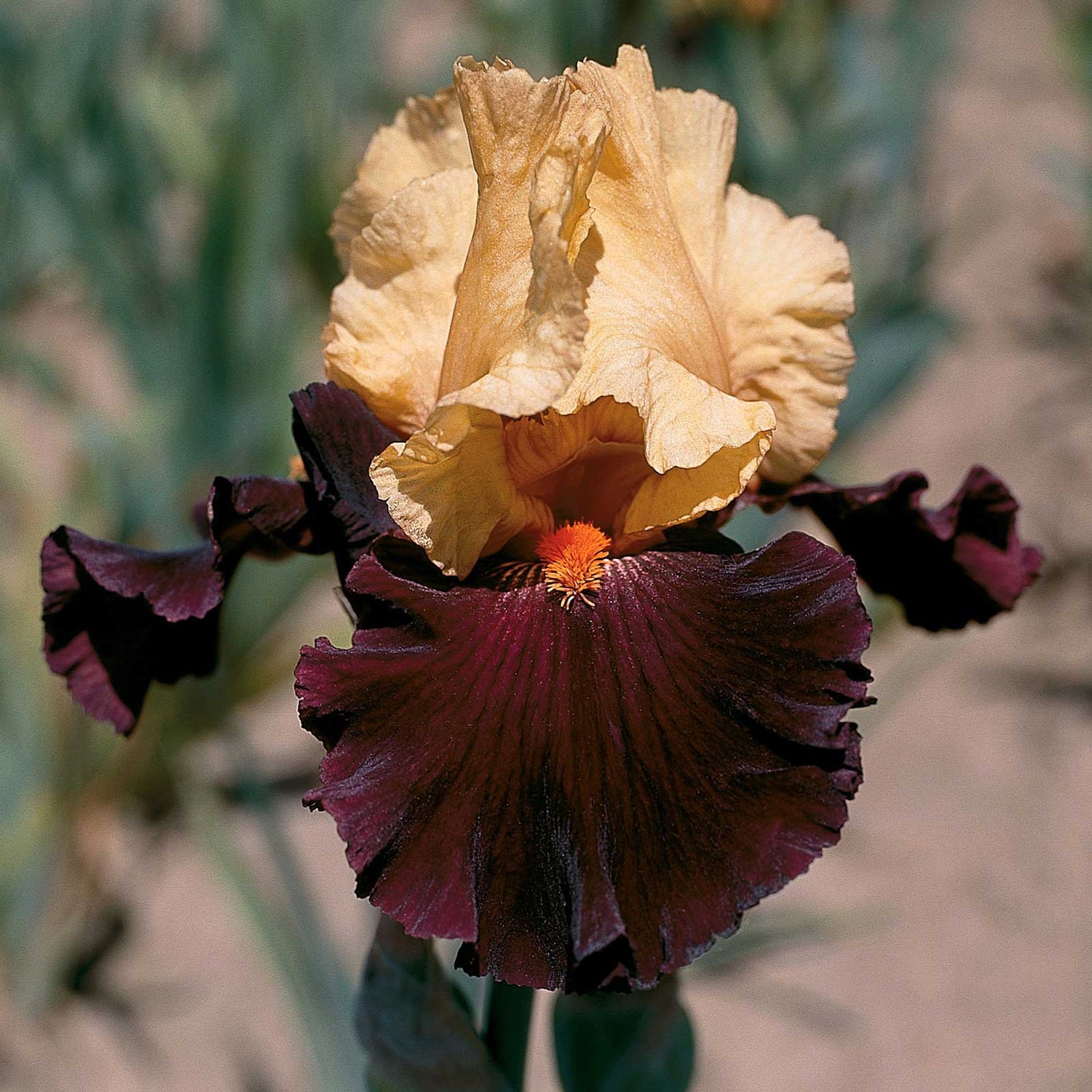 Bearded Iris - Idol