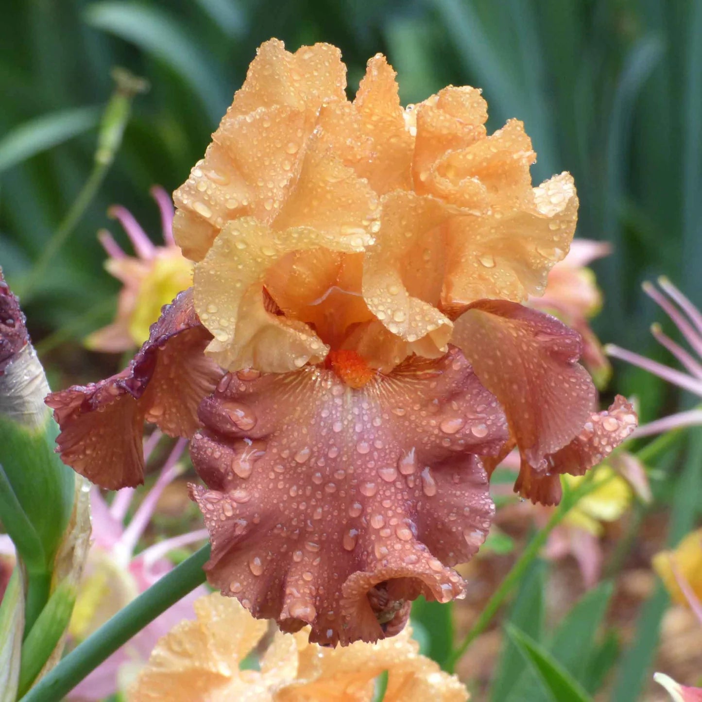 Bearded Iris - Lovely Senorita