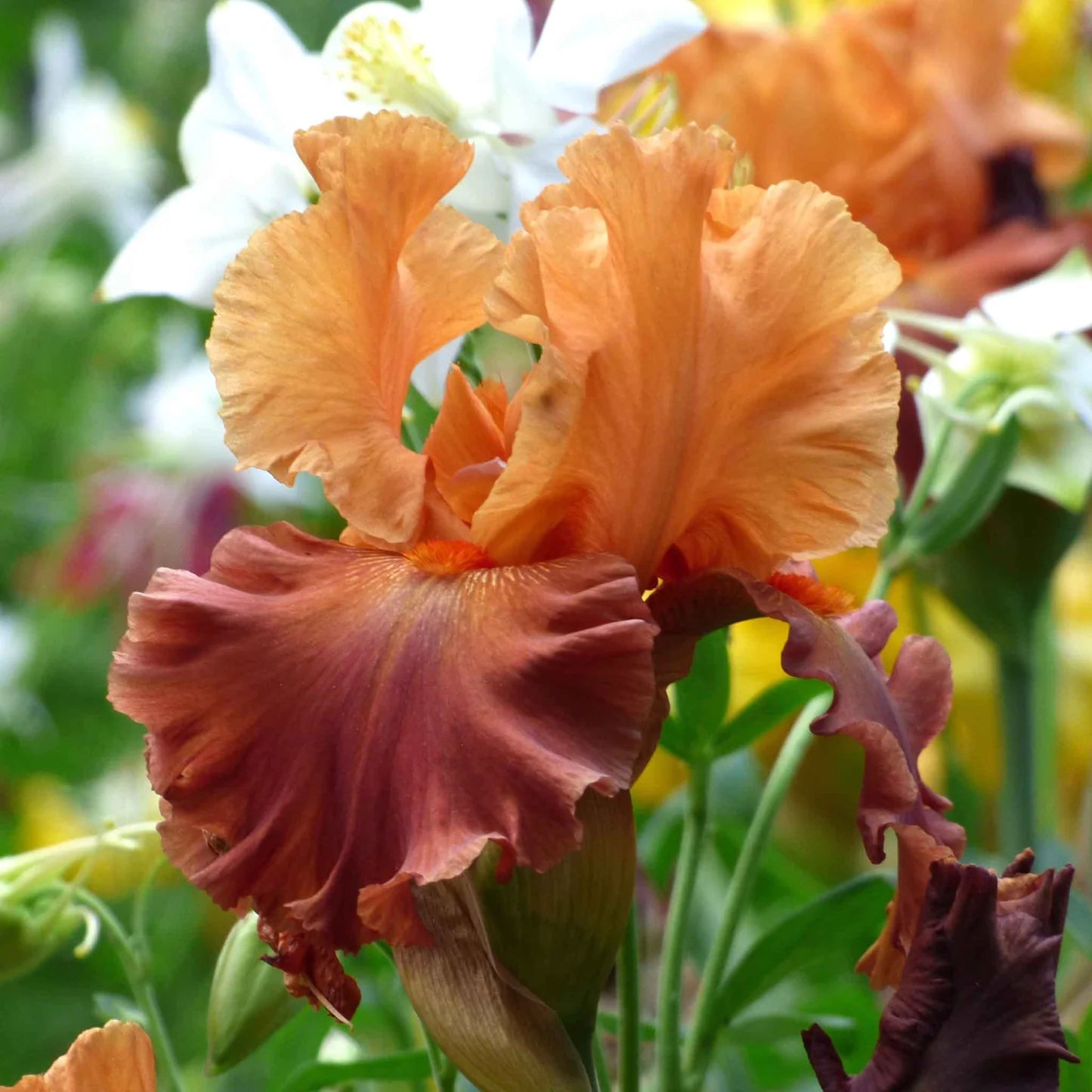 Bearded Iris - Lovely Senorita