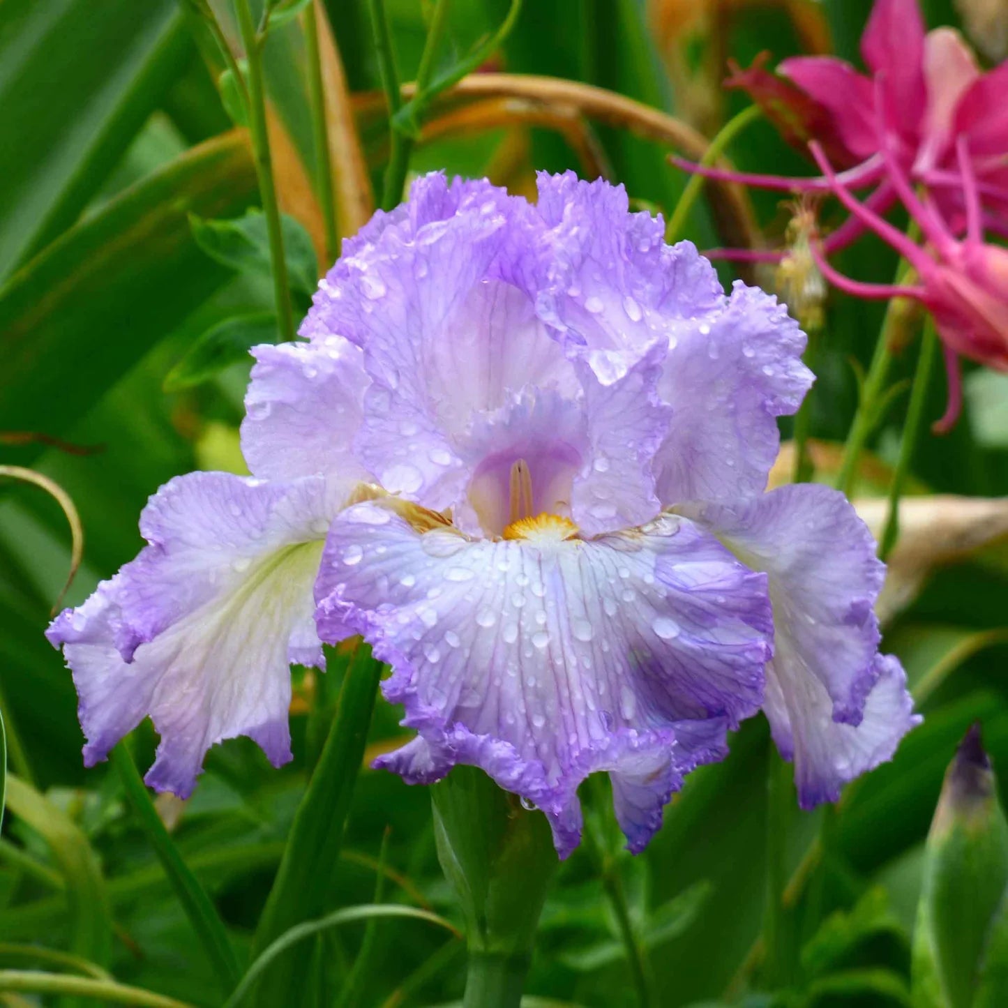 Bearded Iris - Mayberry