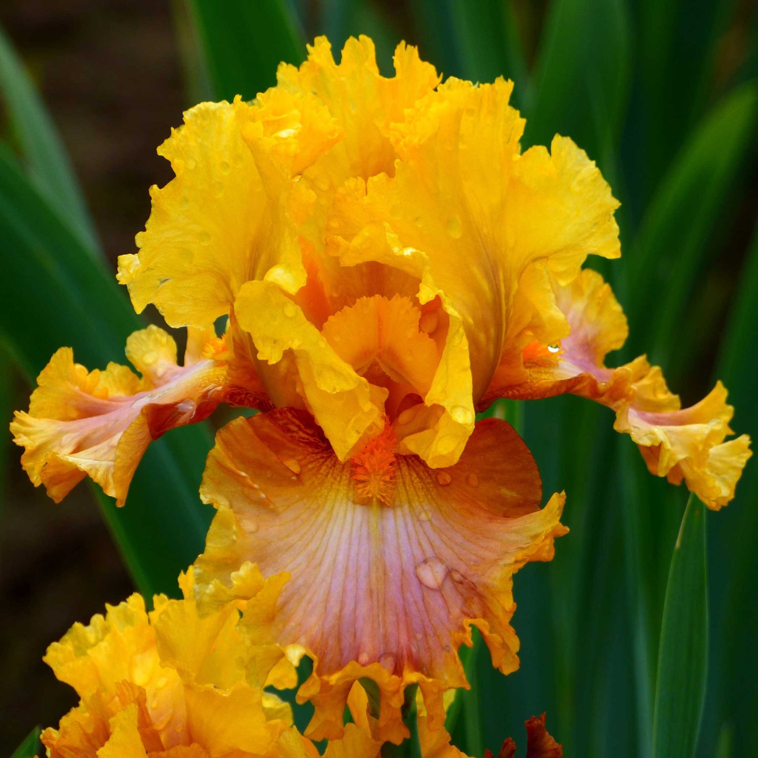 Bearded Iris - Nice Job