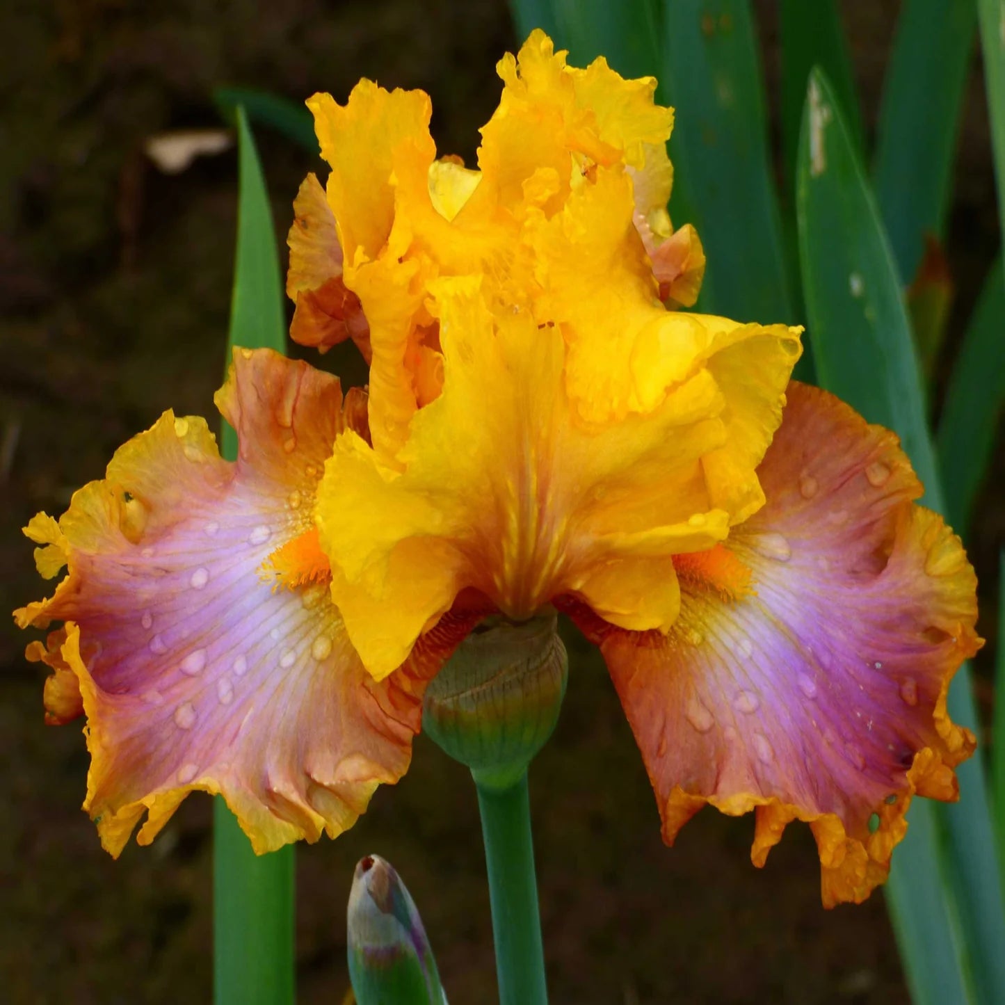 Bearded Iris - Nice Job