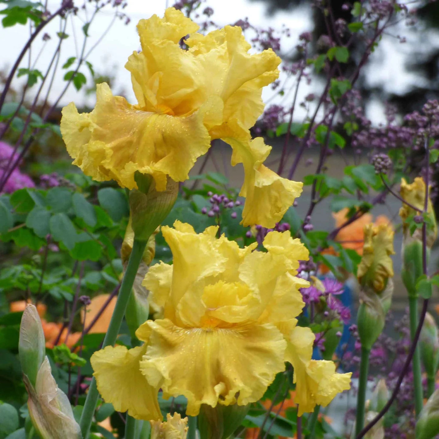 Re-Blooming Bearded Iris - Oregon Firestorm