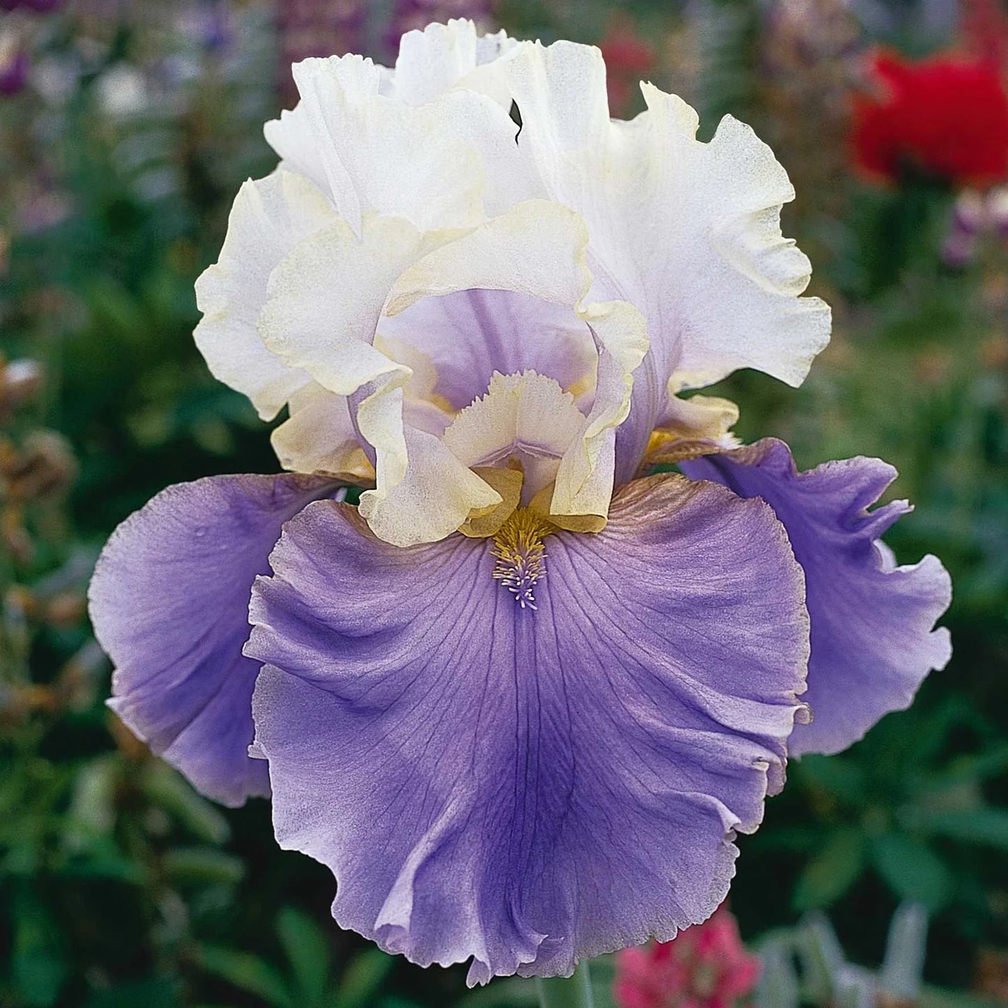 Bearded Iris - Linda Nelson