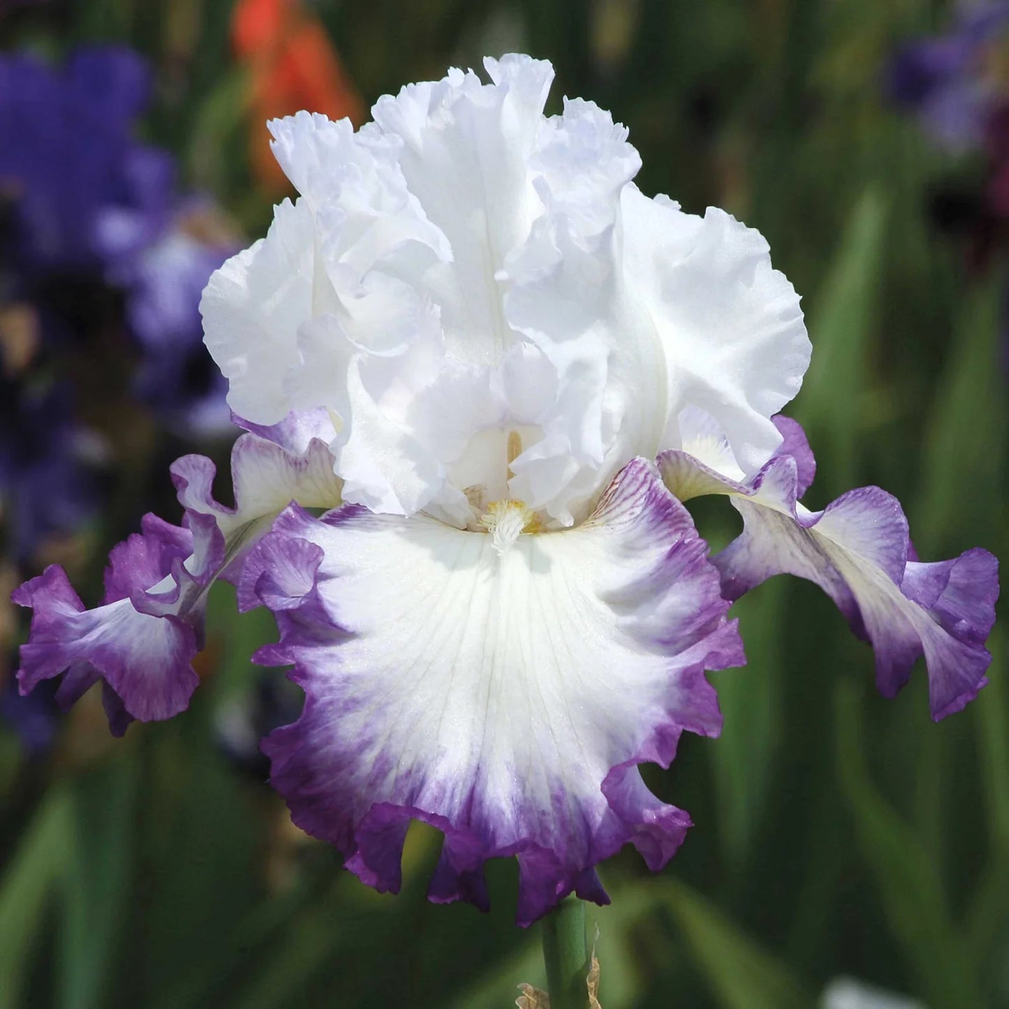 Bearded Iris - Linda Nelson