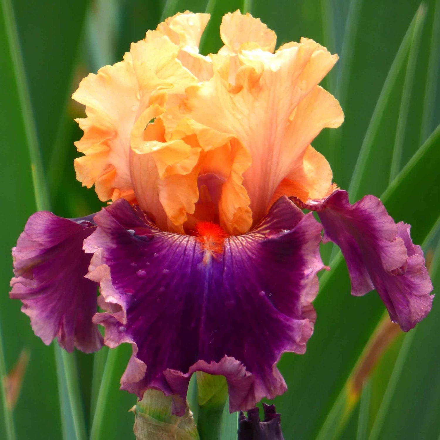 Bearded Iris - Rasputin