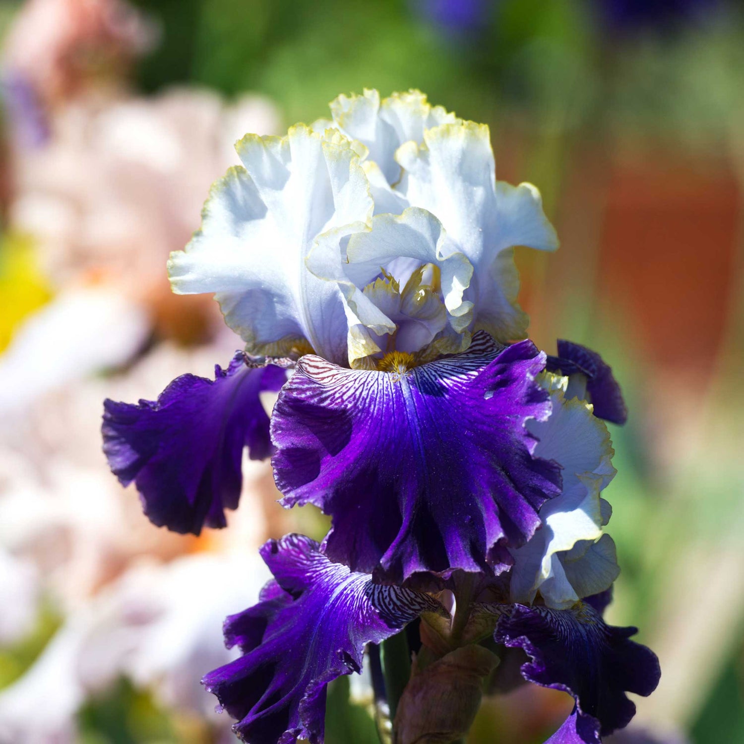 Bearded Iris - Slovak Prince