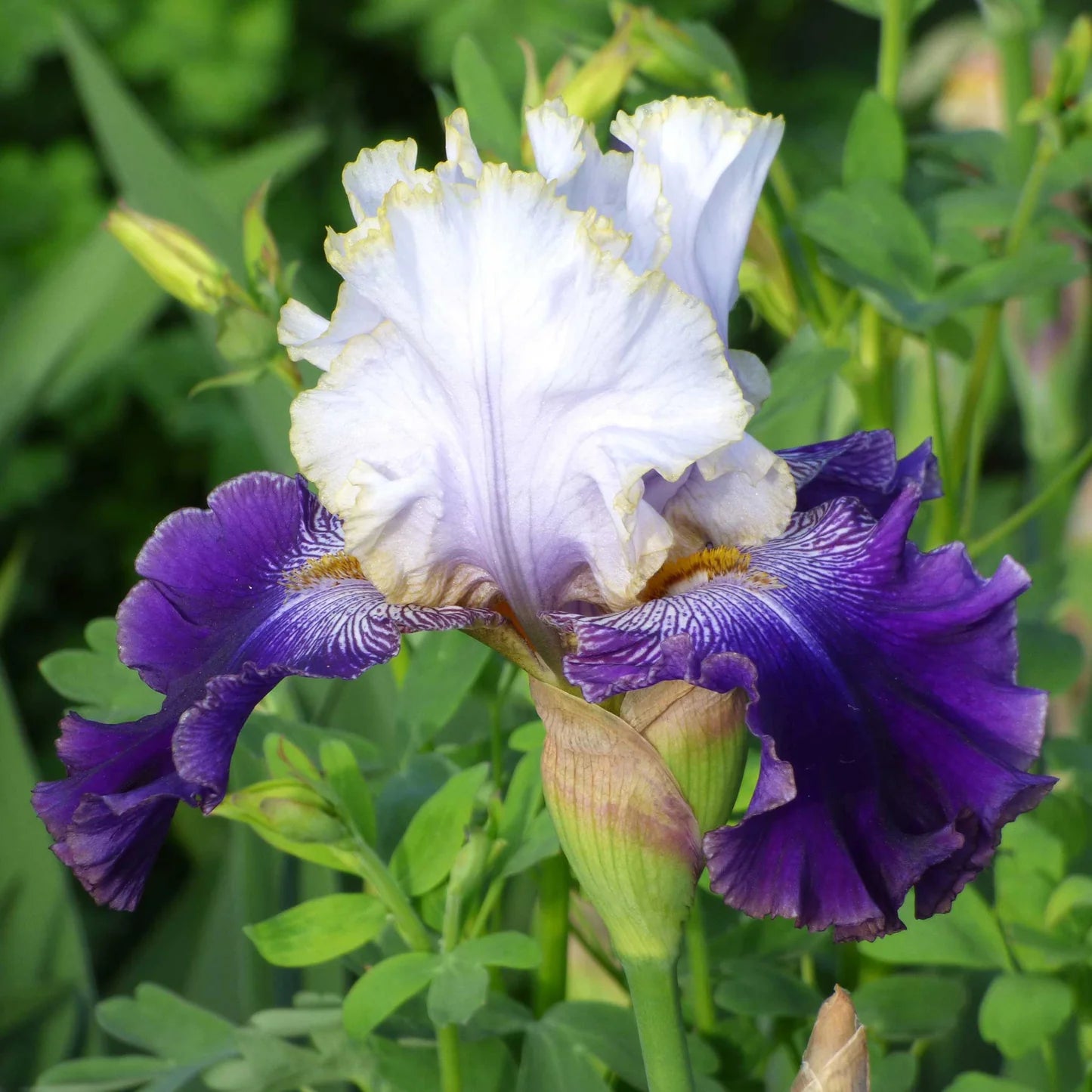 Bearded Iris - Slovak Prince