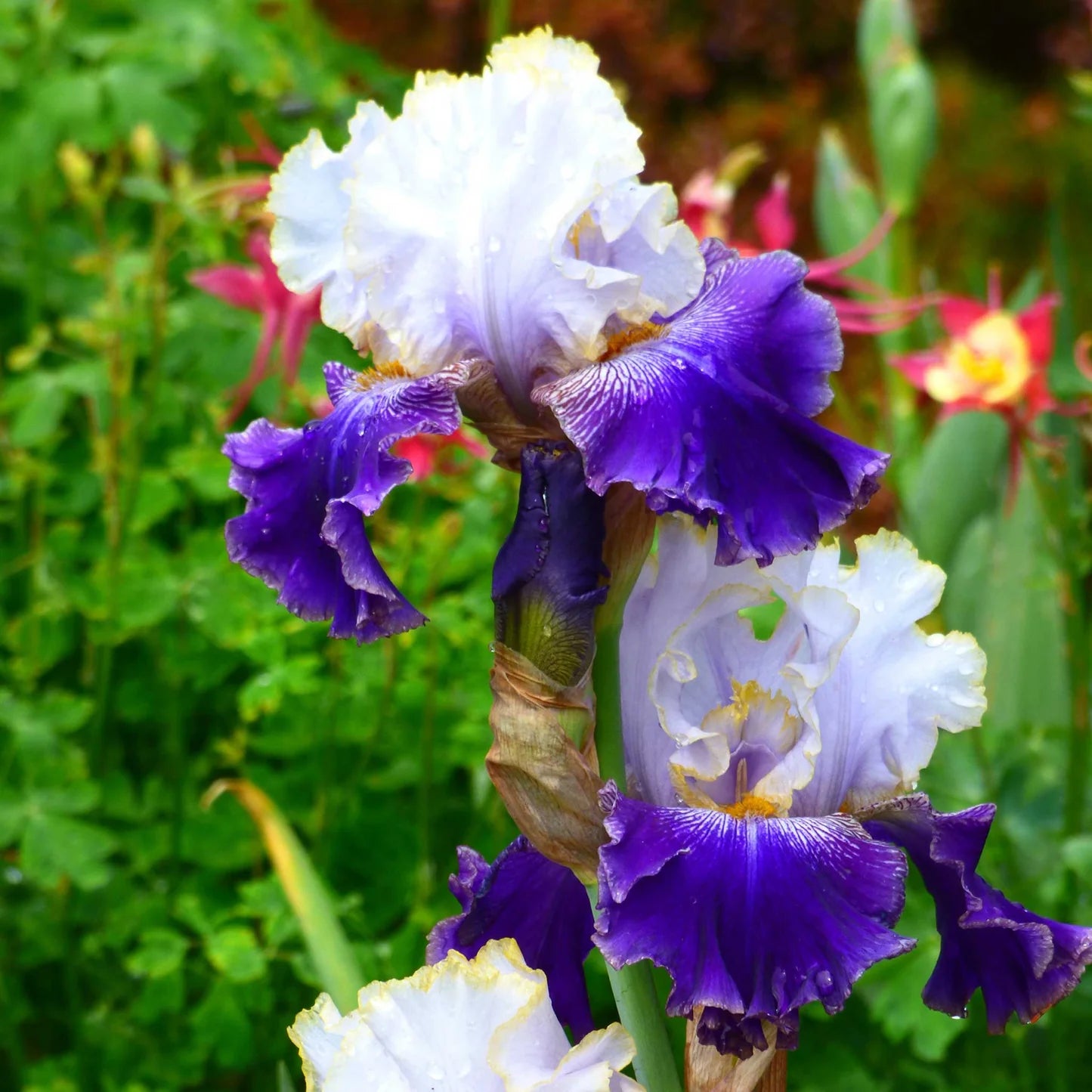 Bearded Iris - Slovak Prince