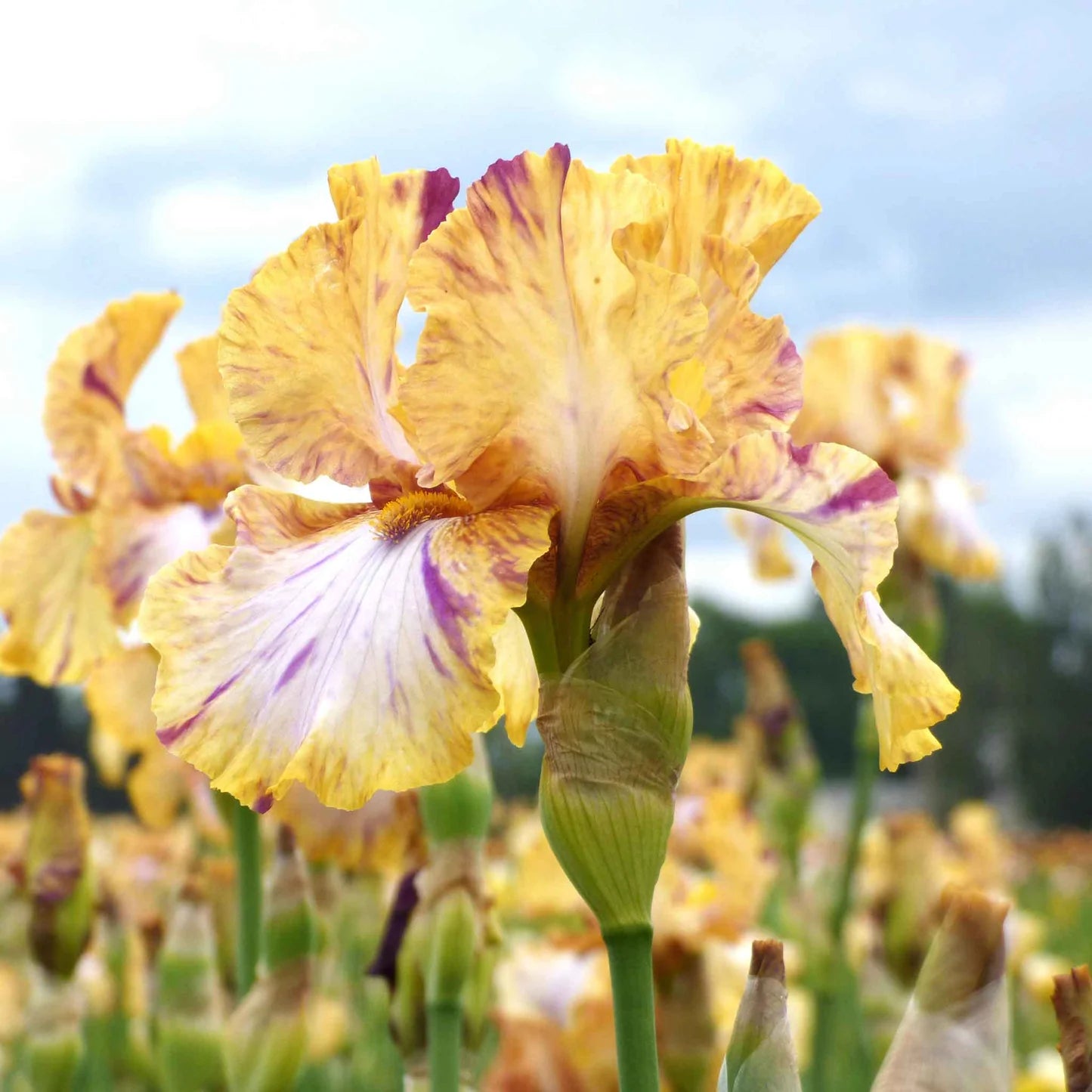 Bearded Iris - Toucan Tango